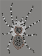 Bügelbild riesige Strass Spinne Spider 120131